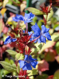 Ceratostigma plumbagoides