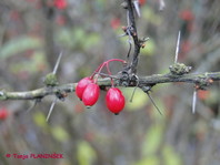 Pozimi na vejah Thunbergovega češmina (Berberis thunbergii) ostanejo rdeči plodovi.