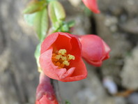Chaenomeles japonica (japonska kutina)