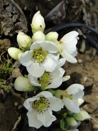 Chaenomeles speciosa 'Nivalis' (kutina)