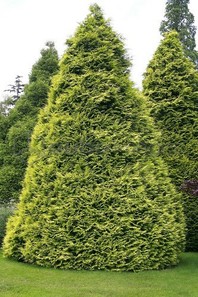 Chamaecyparis lawsoniana 'Lane'