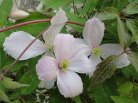 Clematis montana: montana pomeni, da rastlina raste v hribih.