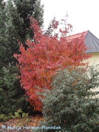 Cornus kousa