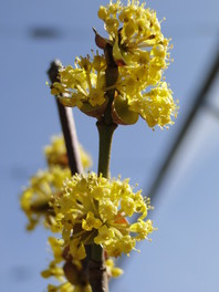 Cornus mas (dren)