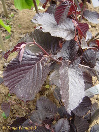 Corylus maxima 'Purpurea'