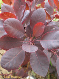 Cotinus coggigria 'Royal Purple'