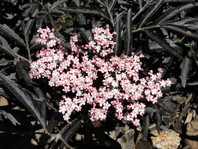 Črni bezeg (Sambucus niga 'Black Lace') daje svojim nežno rožnatim cvetovom z črnimi listi lep kontrast