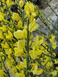 Cytisus x praecox 'Allgold' (metla, relika)