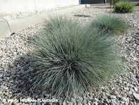 Tudi Festuca glauca 'Silver Laufer' ima poudarjeno barvo listja v peščeni gredi.