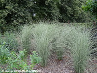 Miscanthus sinensis 'Morning Light' je ena izmed najboljših sort, ki se uporablja v vrtovih.