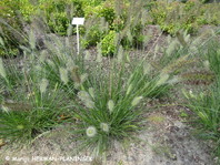 Pennisetum alopecuroides 'Little Bunny' je nižje rastoča perjanka.
