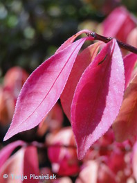 Euonymus alatus 'Compactus'