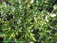 Euonymus fortunei 'Blondy'