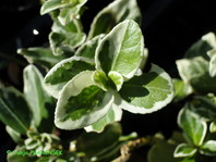 Euonymus fortunei 'Emerald Gaiety'