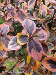 Euonymus fortunei 'Emerald'n Gold'