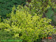 Euonymus fortunei 'Emerald'n Gold'