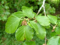 Fagus sylvatica: vrstno ime pove, da rastlina raste v gozdu.