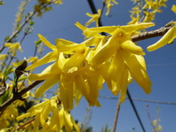 Forsythia x intermedia (forzicija)