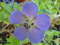 Geranium 'Johnson's Blue'