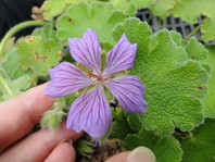 Geranium 'Philippe Vapelle'