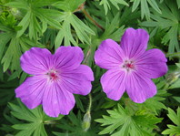 Geranium 'Tiny Monster'