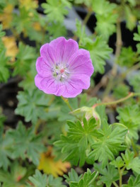 Geranium sanguineum 'Compact'