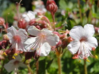 Geranium x cantabrigiense 'Biokovo'