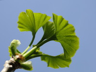 Ginkovec (Ginko biloba) ima zelene liste