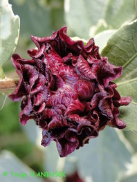 Hibiscus syriacus 'Variegata' (cvet)
