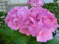 Hydrangea macrophilla: vrstno ime pove, da ima rastlina velike liste.