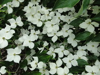 Beli cvetovi japonskega drena cvetnika (Cornus kousa) prekrijejo zelene liste