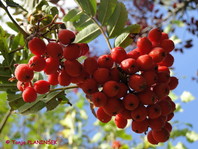 Vsestransko uporabni plodovi jerebike (Sorbus aucoparia).