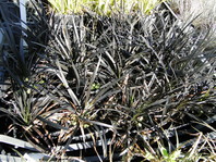 Kačja brada (Ophiopogon planiscarpens 'Nigrescens') ima črne liste