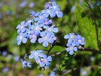 Nežno modre in majhne cvetove ima kavkaška spominčica (Brunnera macrophylla)