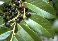 Temno modri oz. črni plodovi navadnega lovorikovca (Prunus laurocerasus).