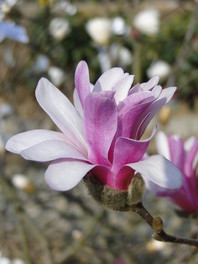 Magnolia liliflora 'Nigra' (lilijsko cvetna magnolija)
