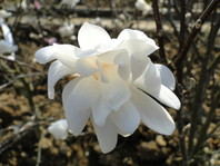 Magnolia stellata (zvezdasta magnolija)