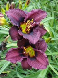 Maslenica (Hemerocallis 'Little Felow') ima že zelo temne cvetove in lahko včasih delujejo v senici že črno