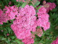Spirea japonica 'Anthony Waterer' (medvejka) - nosi v vrstnem imenu besedu japonicus, kar pomeni, da izvira z Japonske.