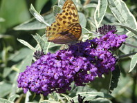 Veliko metuljnikov (Buddleja sp.) ima cvetove v vijolični barvi