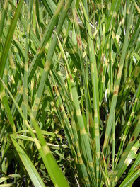 Miscanthus sinensis 'Zebrinus': sortno ime pomeni črtast, zebrast.