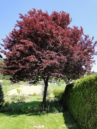 Okrasna rdečelistna sliva (Prunus ceracifera 'Nigra')