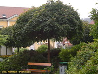 Okroglasi ostrolistni javor (Acer platanoides 'Globosum) v starosti dobi bolj jajčasto obliko krošnje.