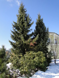 Pozimi nam v vrt vnesejo življenje zimzelene rastline kot so na primer omorike (Picea omorika) in sleči (Rhododendron sp.)