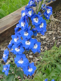 Tudi med ostrožnik (Delphinium x cultorum Pacific 'Summer Skies') najdemo modro cvetoče