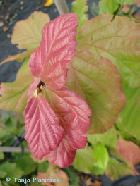 Parroti persica