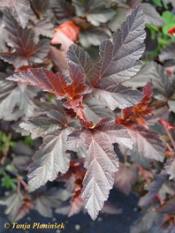 Physiocarpus opolus 'Diabolo'