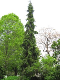 Picea omorika 'Pendula'