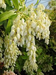Pieris japonica (japonski pieris)