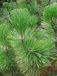 Pinus leucodermis